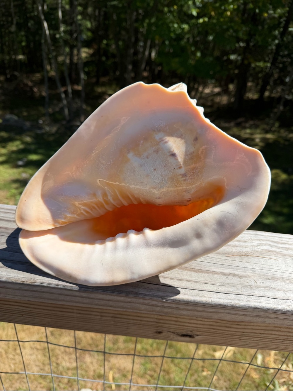 10+” Large | Cassis tuberosa | King Helmet - Picture 4 of 16